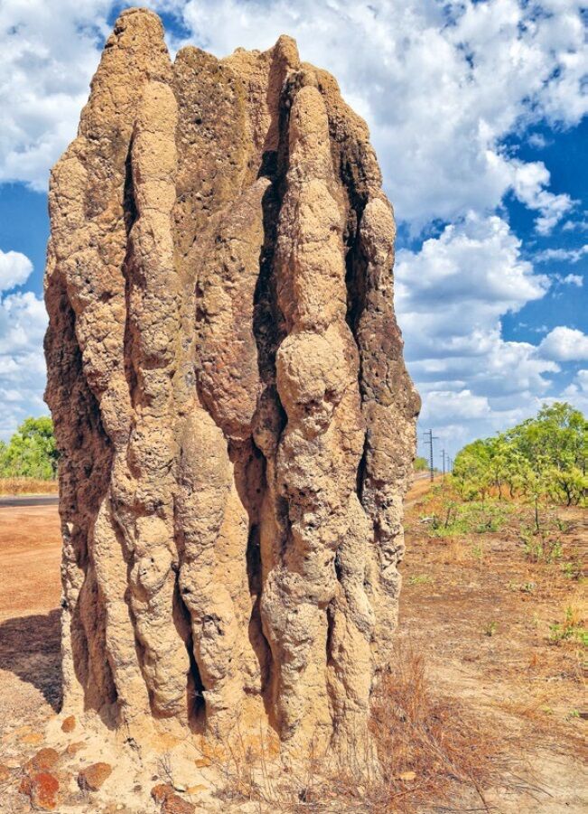 Termitenbau von Amitermes meridionalis