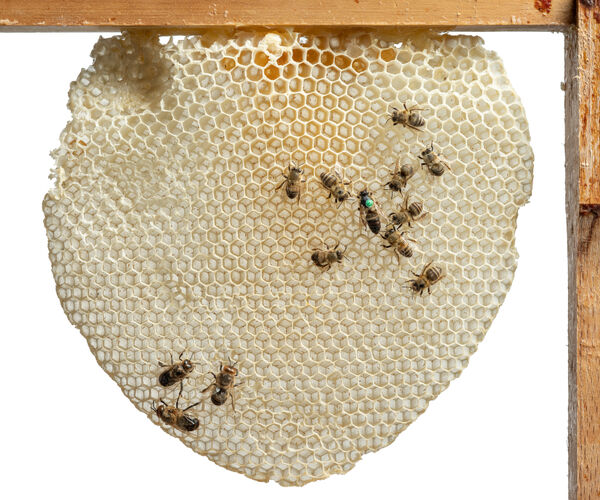 Bild zu Die Bienen und der Honig