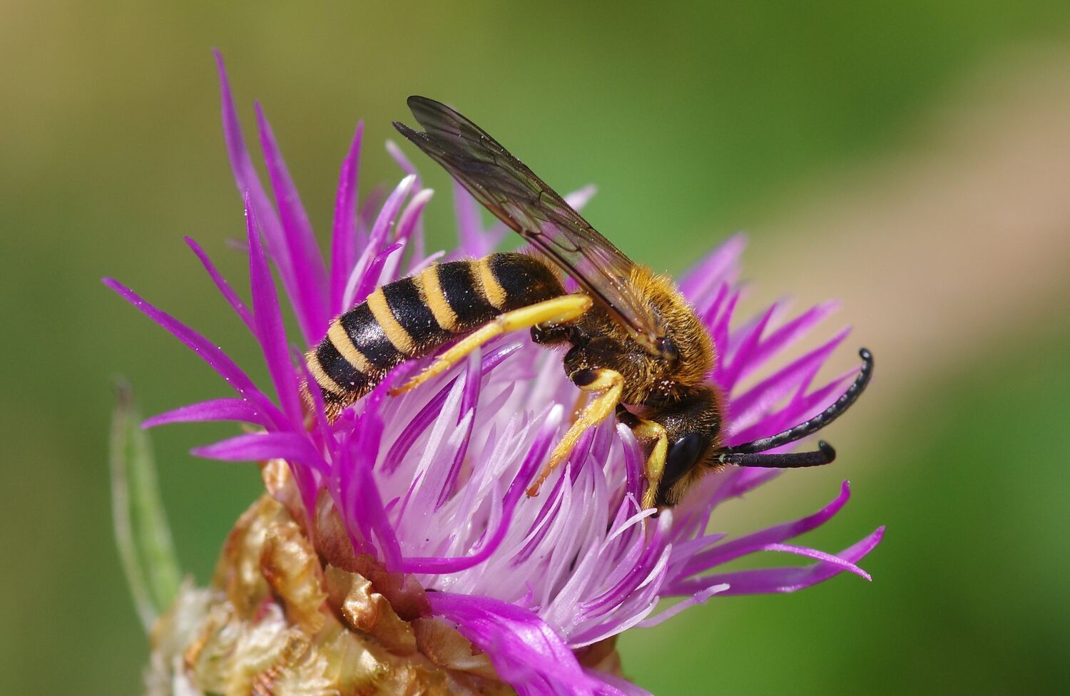 Wildbiene (Halictus scabiosae), Foto: Zampel, CC-BY-SA-4.0