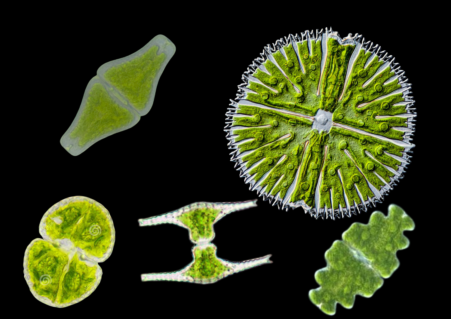 Mikroskopfotos von Mikroalgen © Juline Rodrigues da Conceição