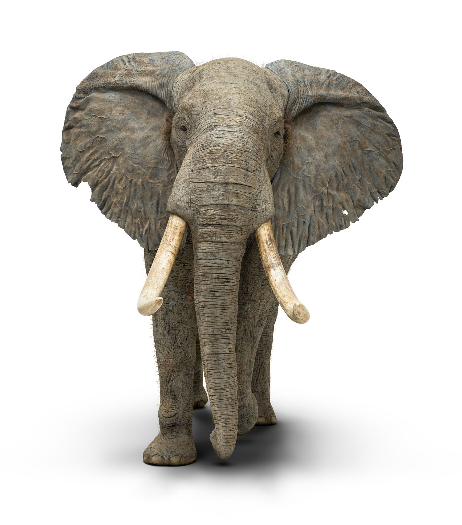 Modell eines afrikanischen Elefanten