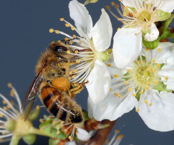 Bild zu Honiggelb  Die Biene in Natur und Kulturgeschichte