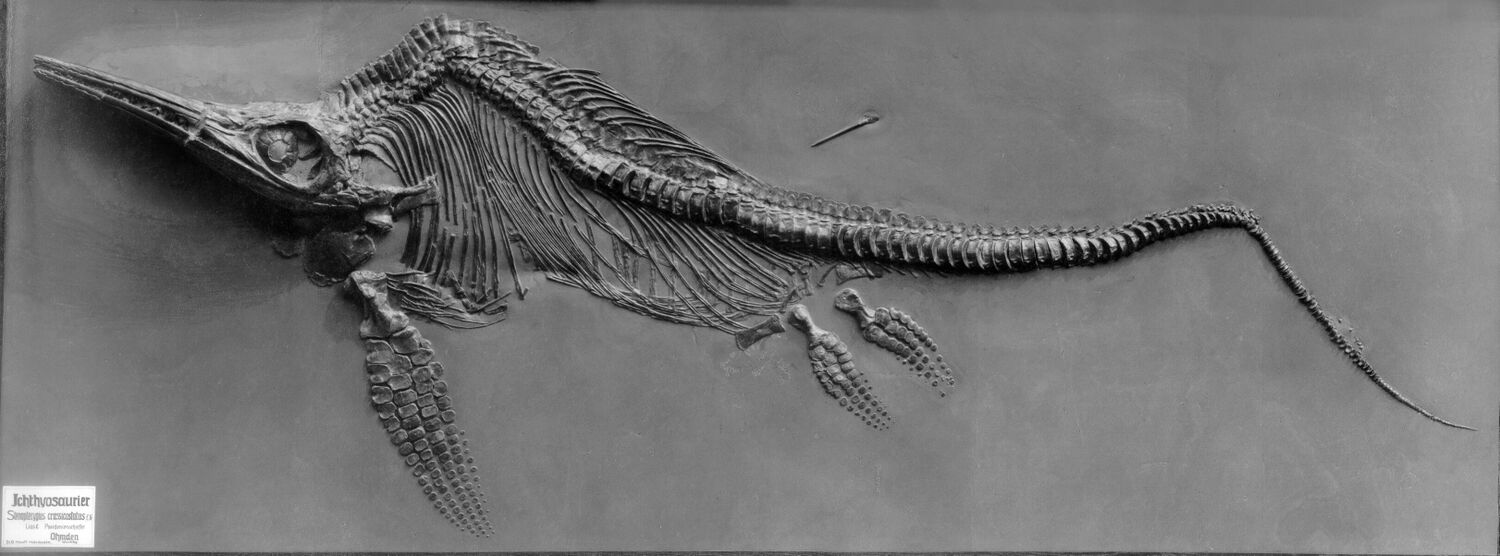 Fossil eines Ichthyosauriers / Fischsauriers, 180 Millionen Jahre alt, aus dem jurassischen Gesteinen von Baden-Württemberg. Foto: Museum Wiesbaden