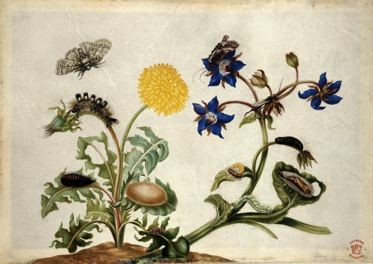 Aquarell und Kolorit auf Pergament von Maria Sibylla Merian, um 1670–1679, British Museum, PD-old-100-expired