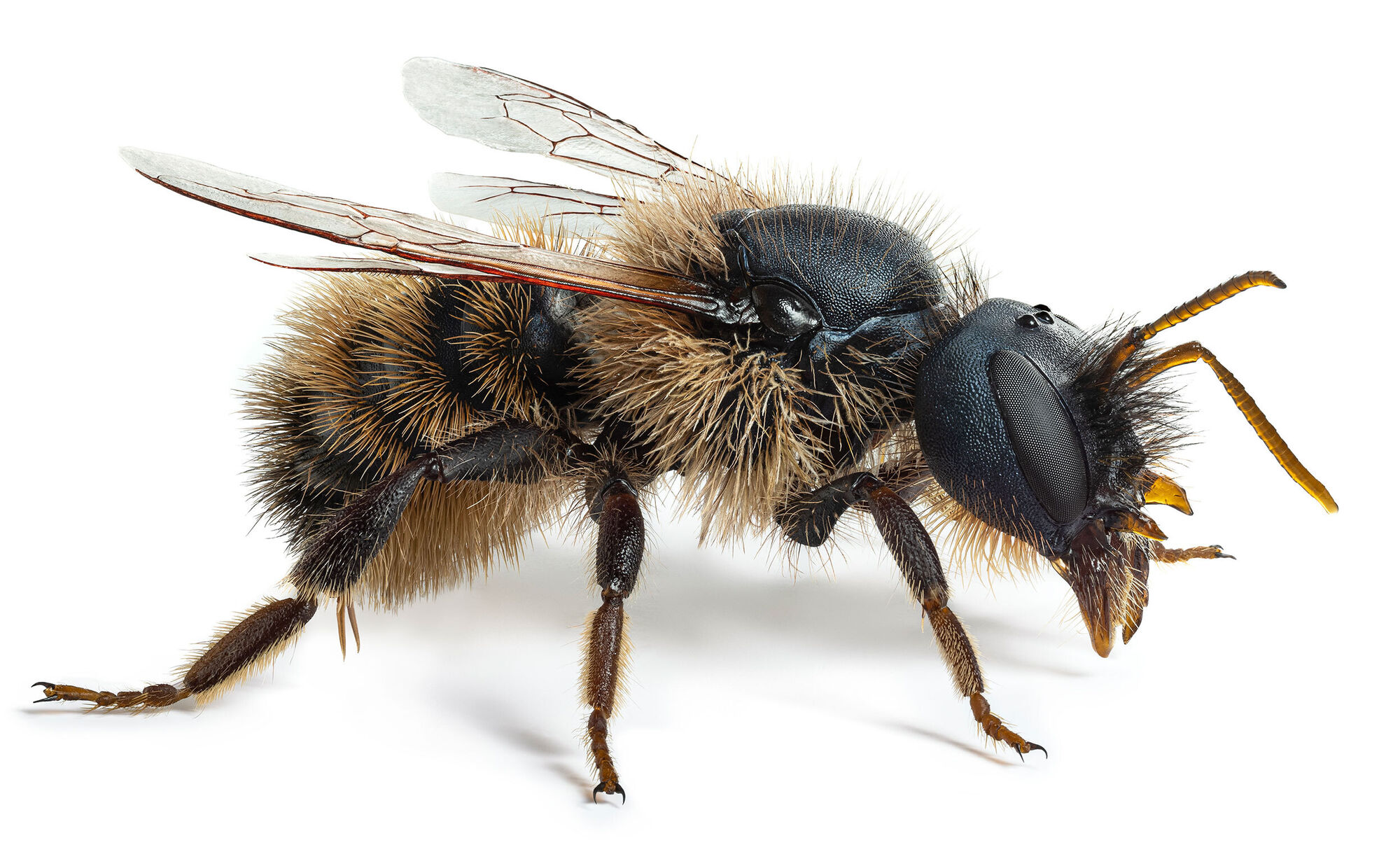 Modell-einer-Mauerbiene-Osmia-bicornis_Foto-Bernd-Fickert.jpg