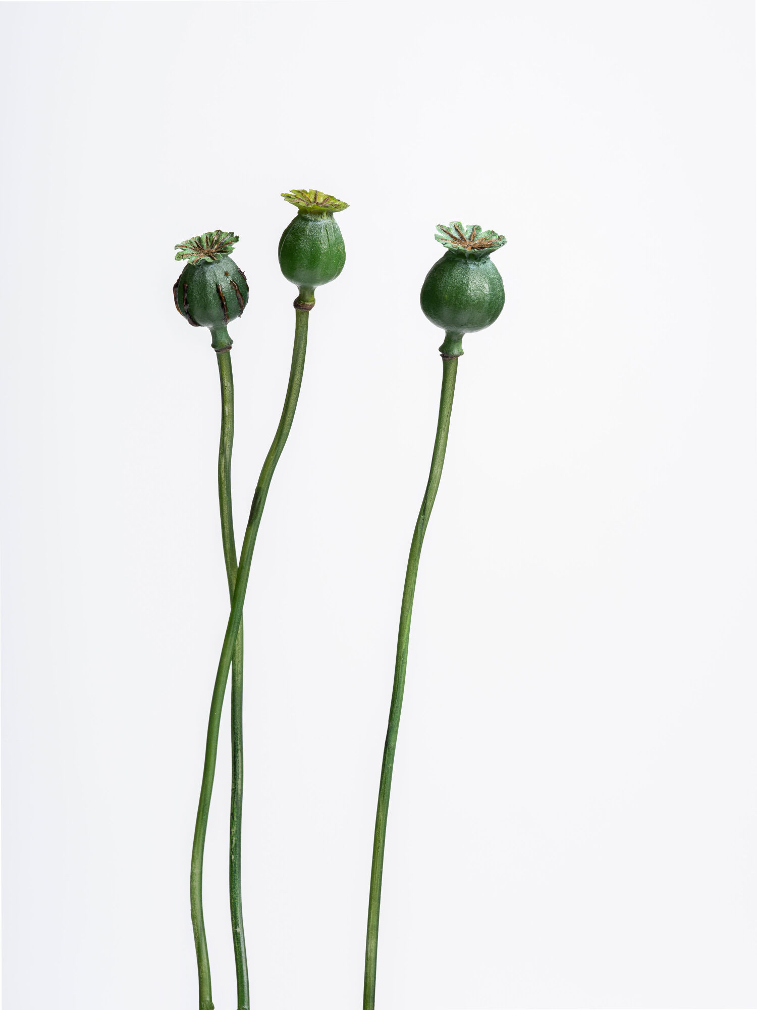 Schlafmohn. Foto: Museum Wiesbaden / Bernd Fickert