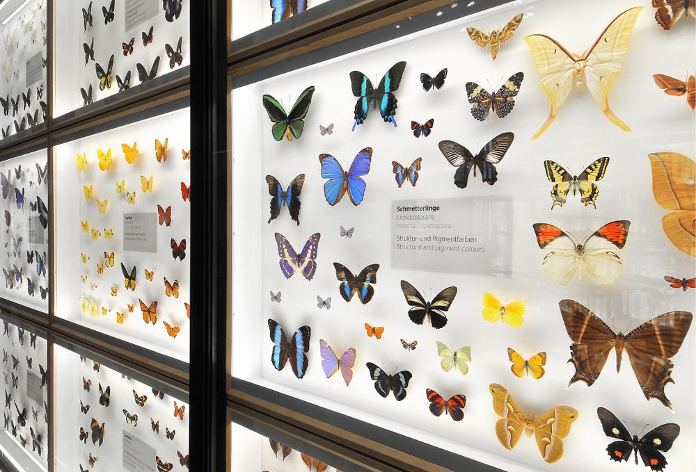 Von Anke Trischler werden am meisten die Schmetterlings-Schmuckkästchen vermisst. Foto: Museum Wiesbaden / Bernd Fickert.