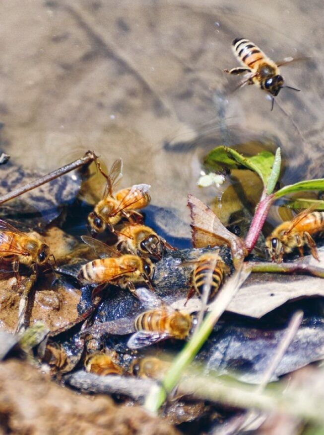 Honigbienen (Apis mellifera) holen Wasser an einer schlammigen Pfütze