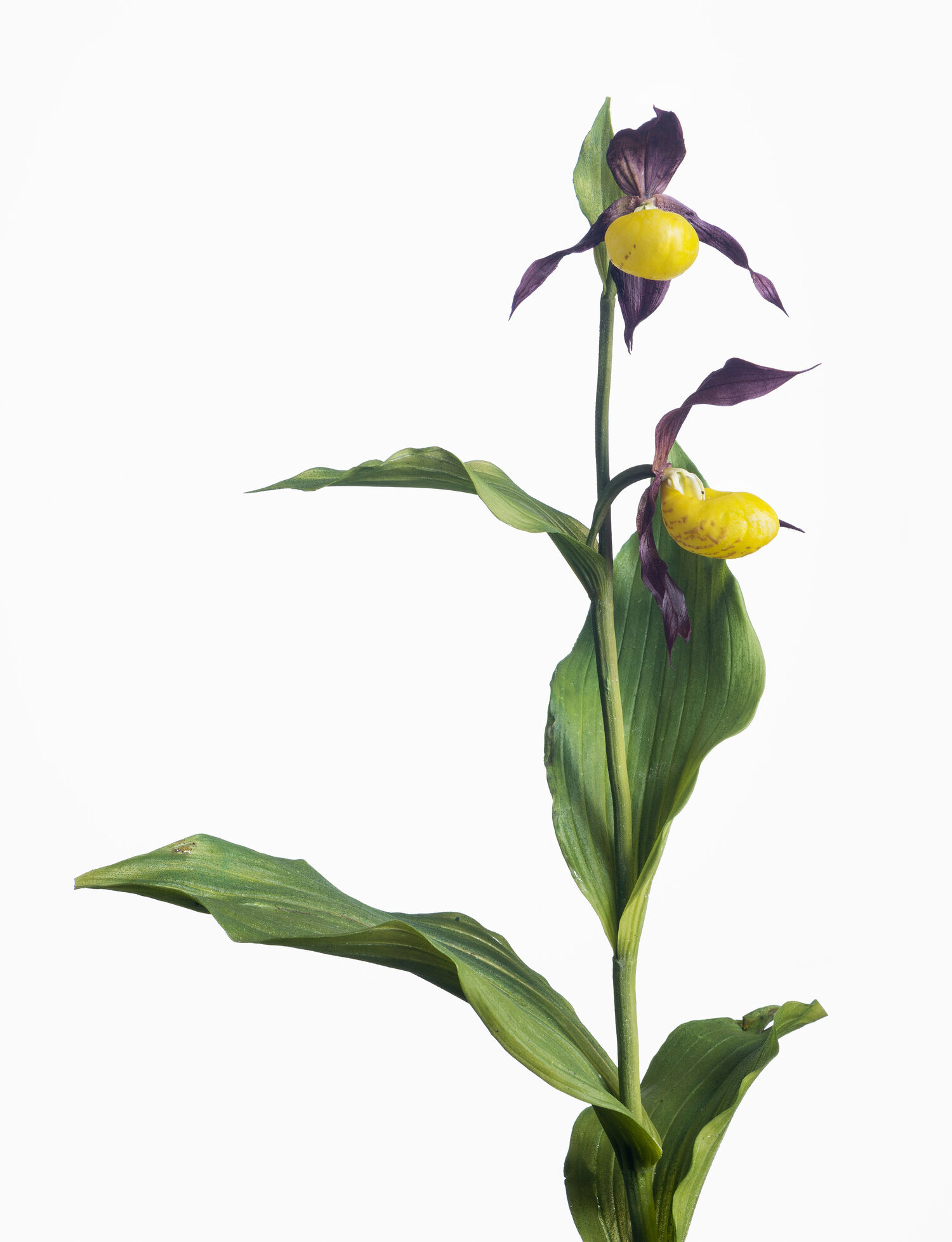 Frauenschuh (Cypripedium calceolus) Abguss-Modell von Sebastian Brandt &copy; Museum Wiesbaden/Bernd Fickert