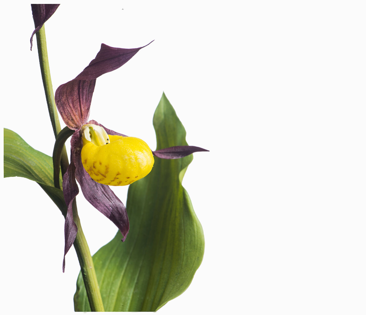 Frauenschuh (Cypripedium calceolus) Abguss-Modell von Sebastian Brandt &copy; Museum Wiesbaden/Bernd Fickert