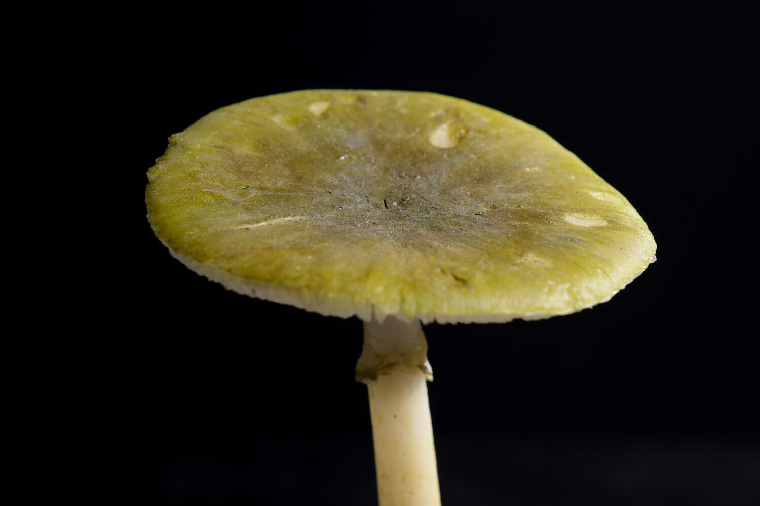 giftiger Knollenblätterpilz