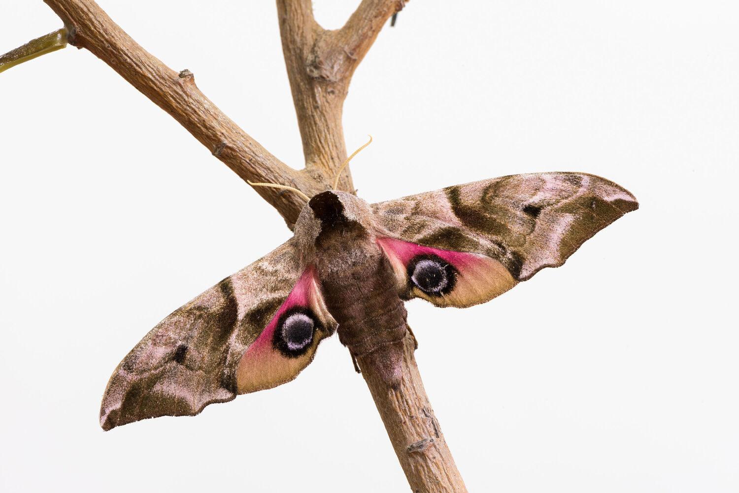 Abendpfauenauge Diorama (Smerinthus ocellatus, Familie Sphingidae). Foto: Museum Wiesbaden / Bernd Fickert.