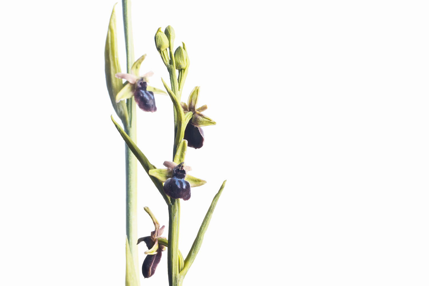 Gro&szlig;e Spinnen-Ragwurz (Ophrys sphegodes) Abguss-Modell von Sebastian Brandt &copy; Museum Wiesbaden/Bernd Fickert