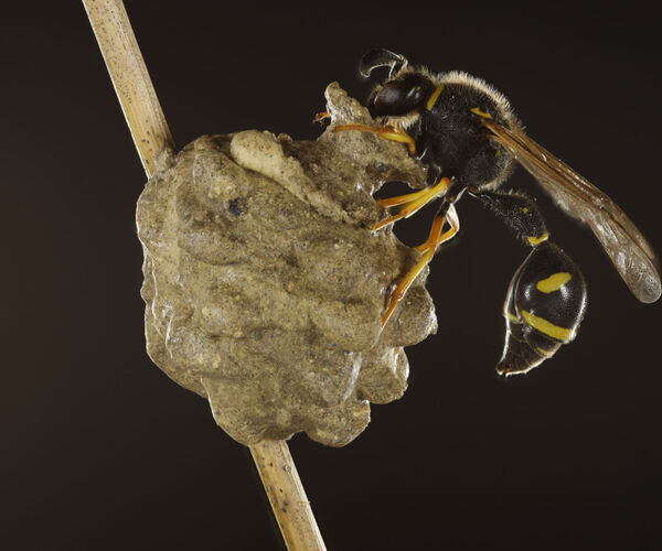 Bild zu Chemische Interaktionen bei Wespen  Kommunizieren, Erkennen und Konservieren