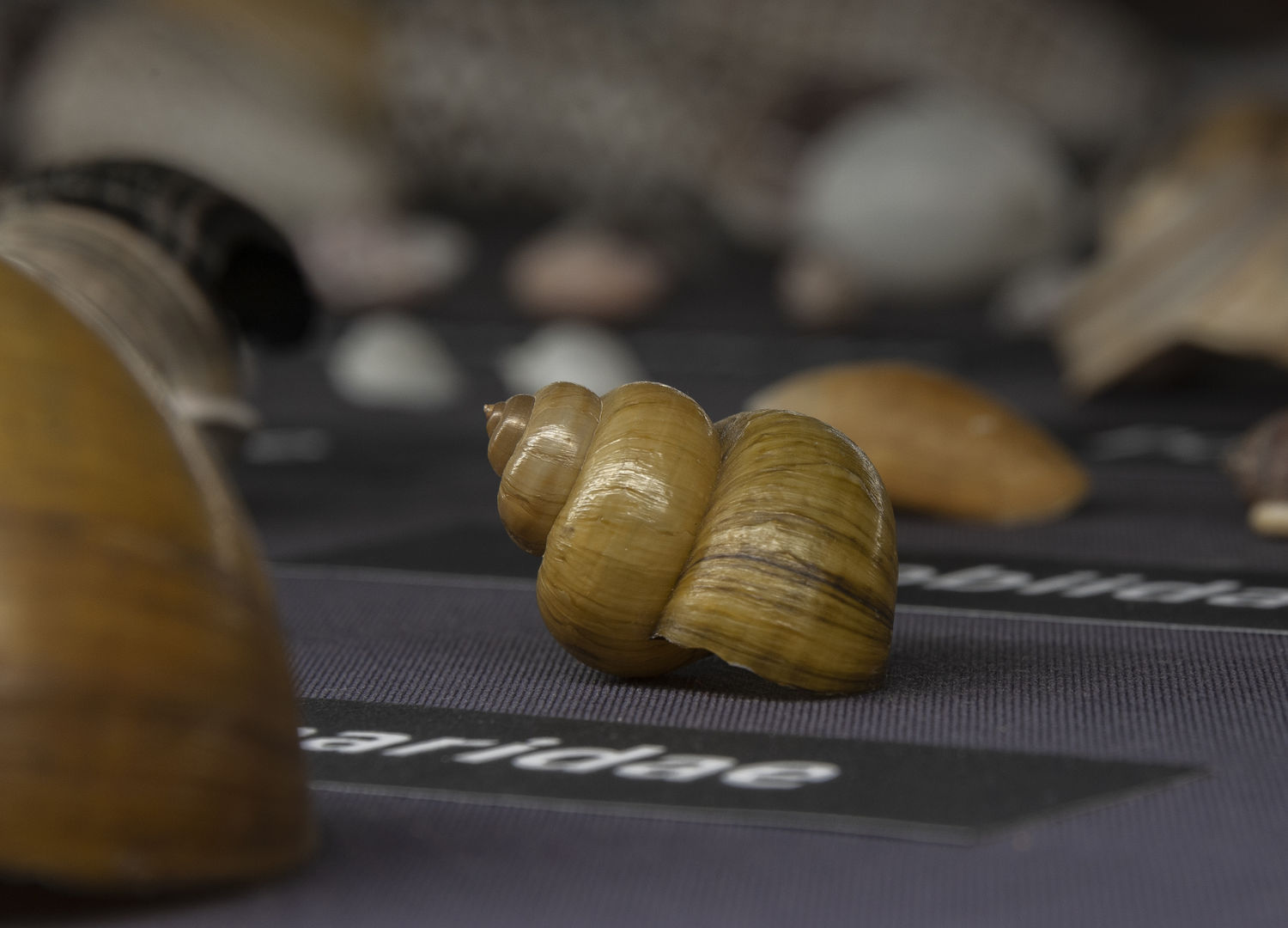Snails at Museum Wiesbaden. Photo: Museum Wiesbaden / Bernd Fickert