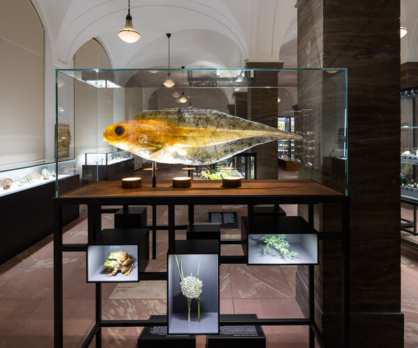 Bild zu Inbegriff des Wandels: Die Metamorphose von Froschlurchen