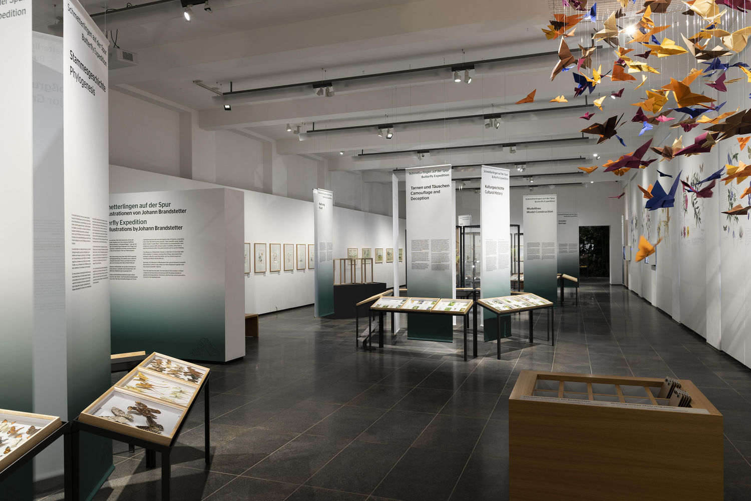 View into the exhibition "Butterfly Expedition". Photo: Museum Wiesbaden / Bernd Fickert