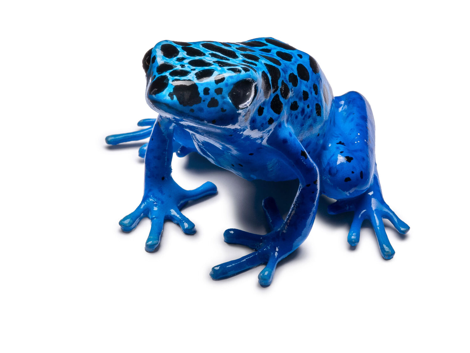 Blue tree climber. Photo: Museum Wiesbaden &frasl; Bernd Fickert