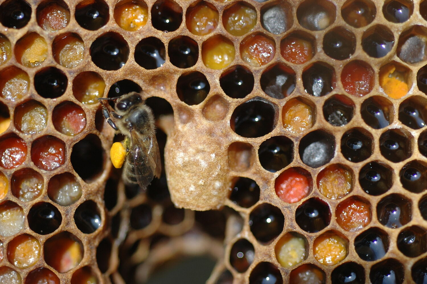 Honeycomb © Piscisgate