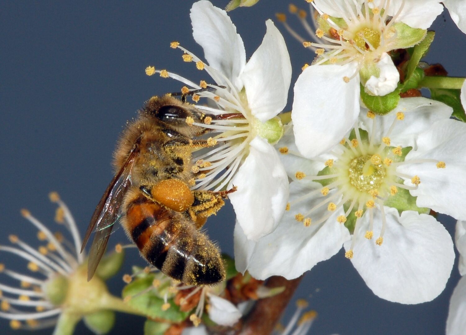 Honey bee © Museum Wiesbaden ⁄ Fritz Geller-Grimm