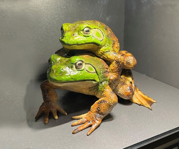 Bild zu Transatlantische Invasion: Der Ochsenfrosch erobert Europa