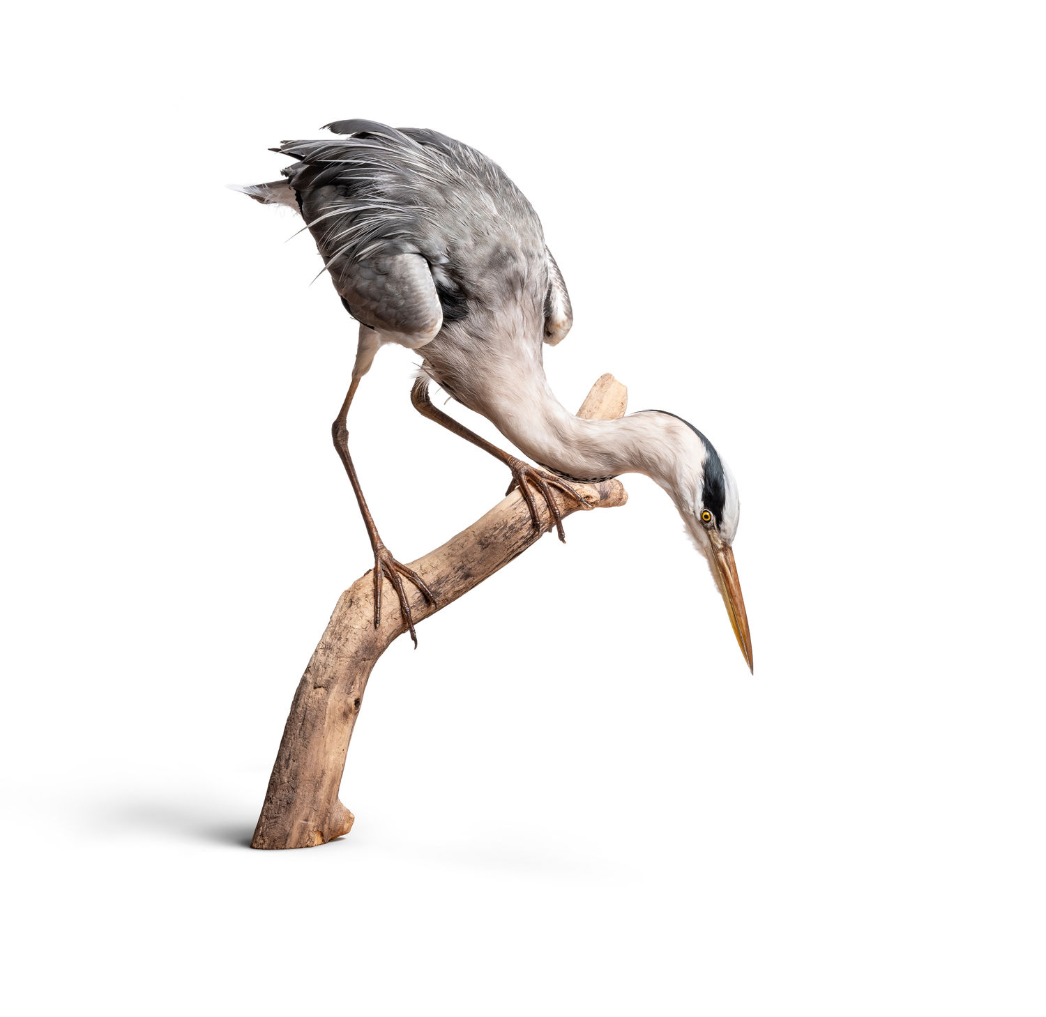 Model of a gray heron, Photo: Museum Wiesbaden / Bernd Fickert.