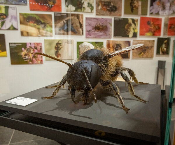 Bild zu Bienen  viel mehr als nur Honig: Bau von Insektenhotels