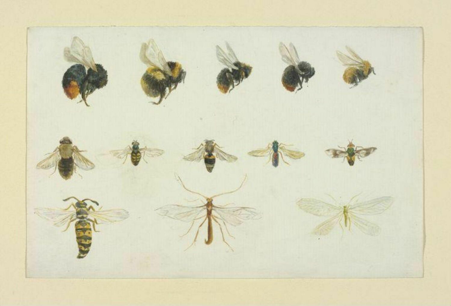 Beatrix Potter, Bumblebees, bee and other insects, c. 1895, Victoria & Albert Museum