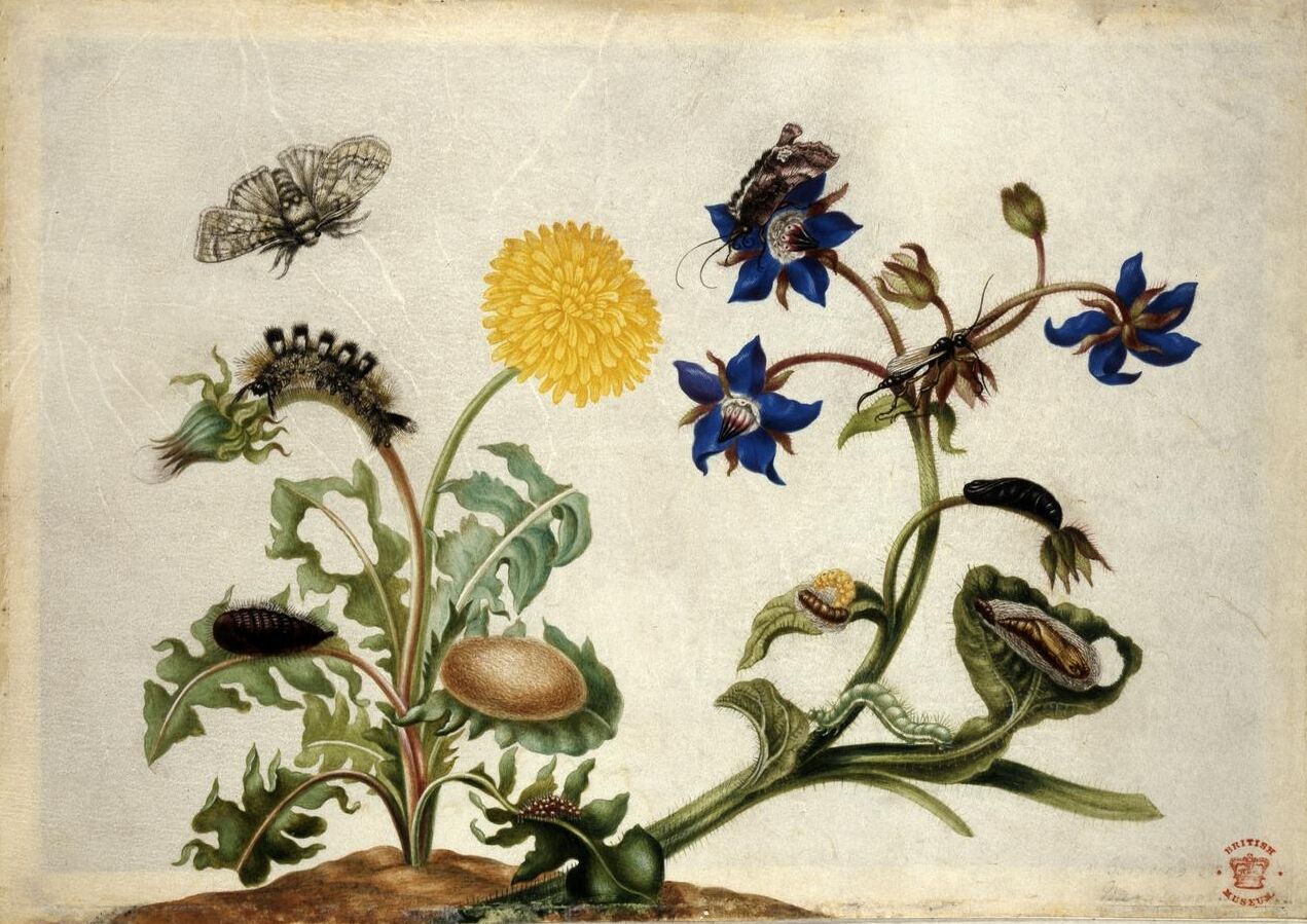Watercolor and color on parchment by Maria Sibylla Merian, circa 1670–1679, British Museum