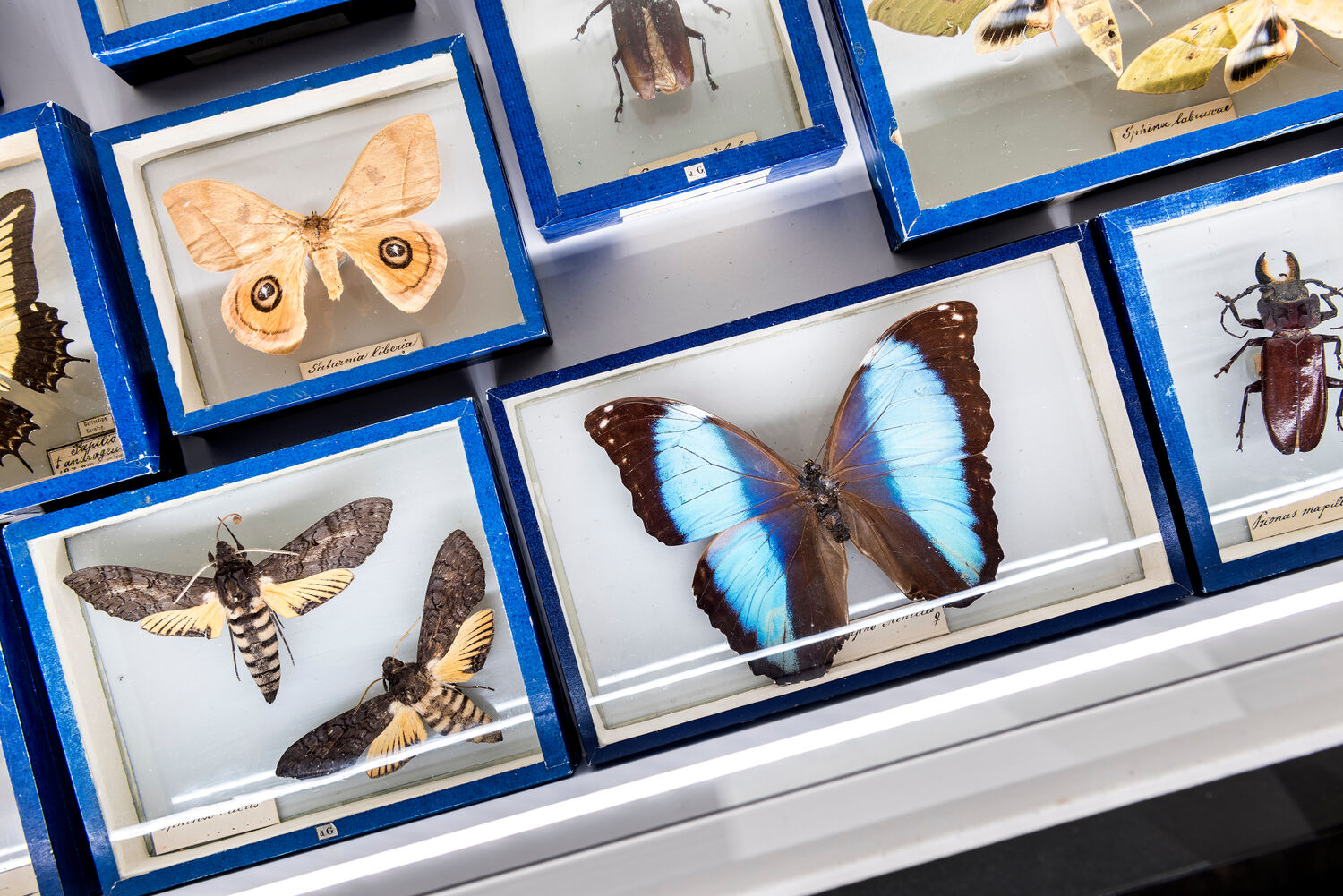 Insects from the Coll. Gerning collection attributed to Maria Sibylla Merian, Museum Wiesbaden. Photo: Bernd Fickert