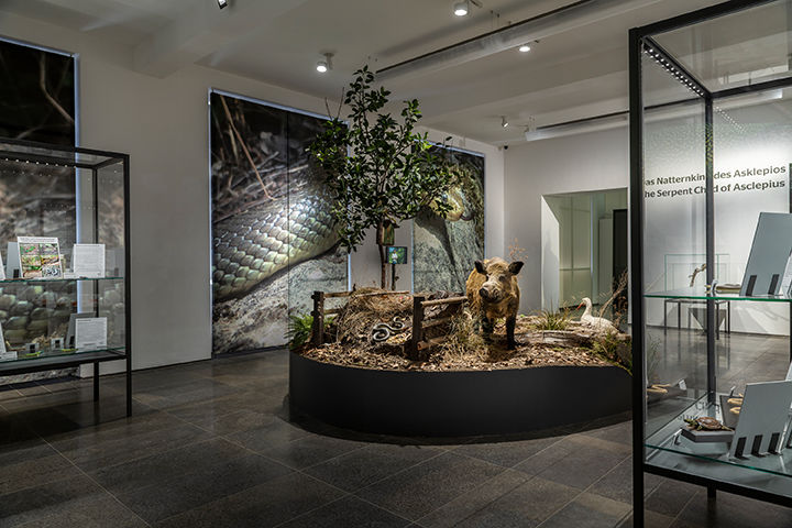 View into the exhibition "The Serpent Child of Asklepios". Photo: Museum Wiesbaden