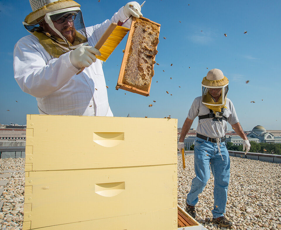 Beekeeper. Photo: Lance Cheung, PD USDA