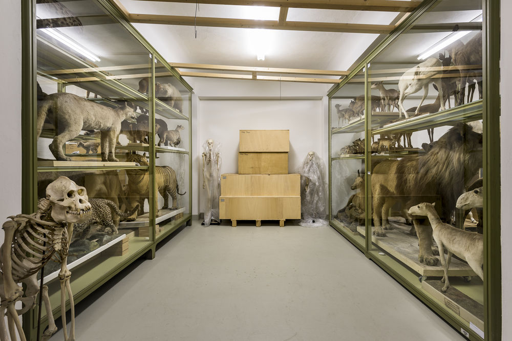About 20,000 specimens of vertebrates are kept in this storeroom. Poto: Museum Wiesbaden / Bernd Fickert