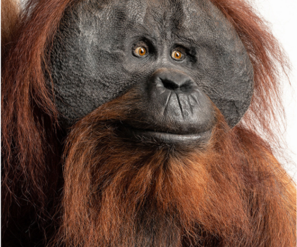 Bild zu Ameisenbär, Orang Utan und Paradiesvogel: Das geheimnisvolle Leben des tropischen Regenwaldes erkunden und dazu ein PopUp gestalten