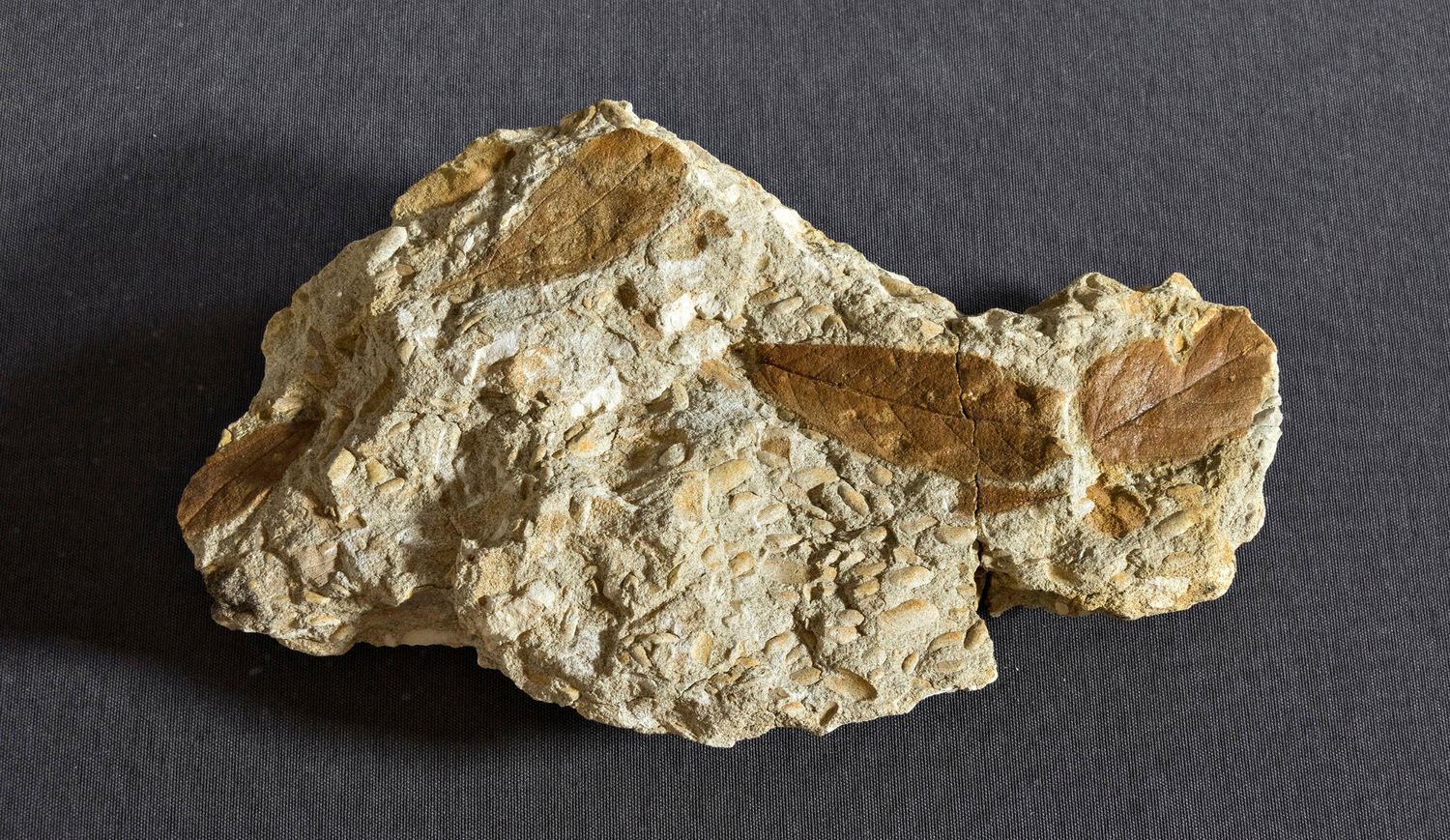 Left (top to bottom): Deinotherium, Hunsrück slate, Tertiary leaf fossils, Steeden lion. Photos: Museum Wiesbaden / Bernd Fickert