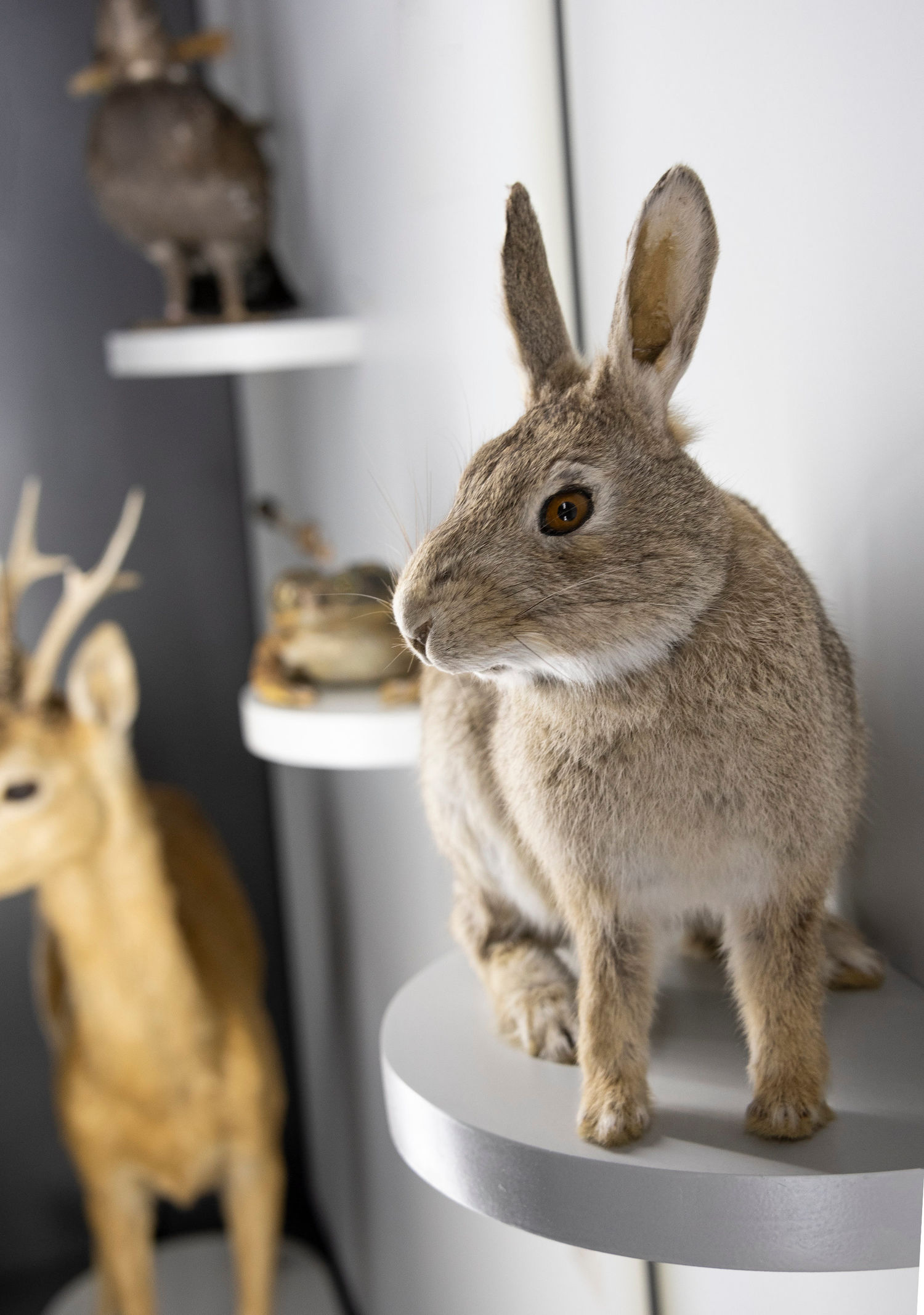 Wild hare. Photo: Museum Wiesbaden / Stefan Schmitt
