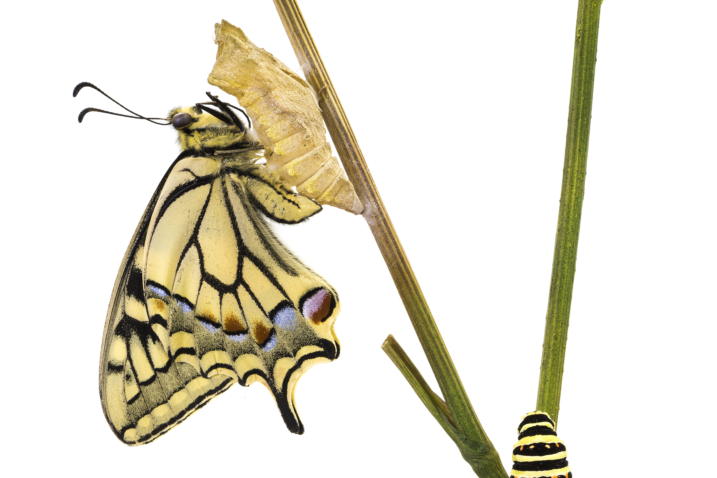 Schwalbenschwanz Diorama (Papilio machaon, Familie Papilionidae). Foto: Museum Wiesbaden / Bernd Fickert.