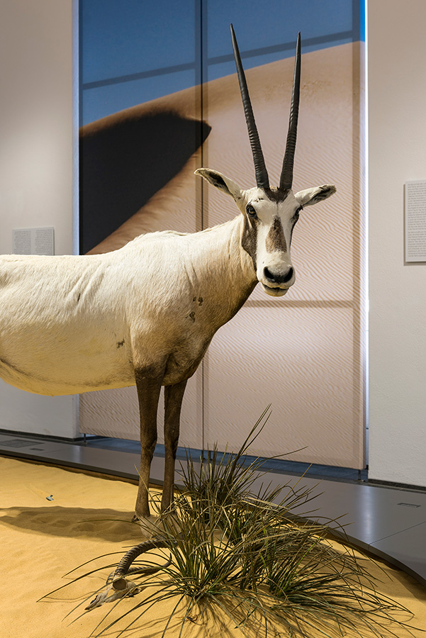 Ausstellungsansicht. Foto: Museum Wiesbaden / Bernd Fickert