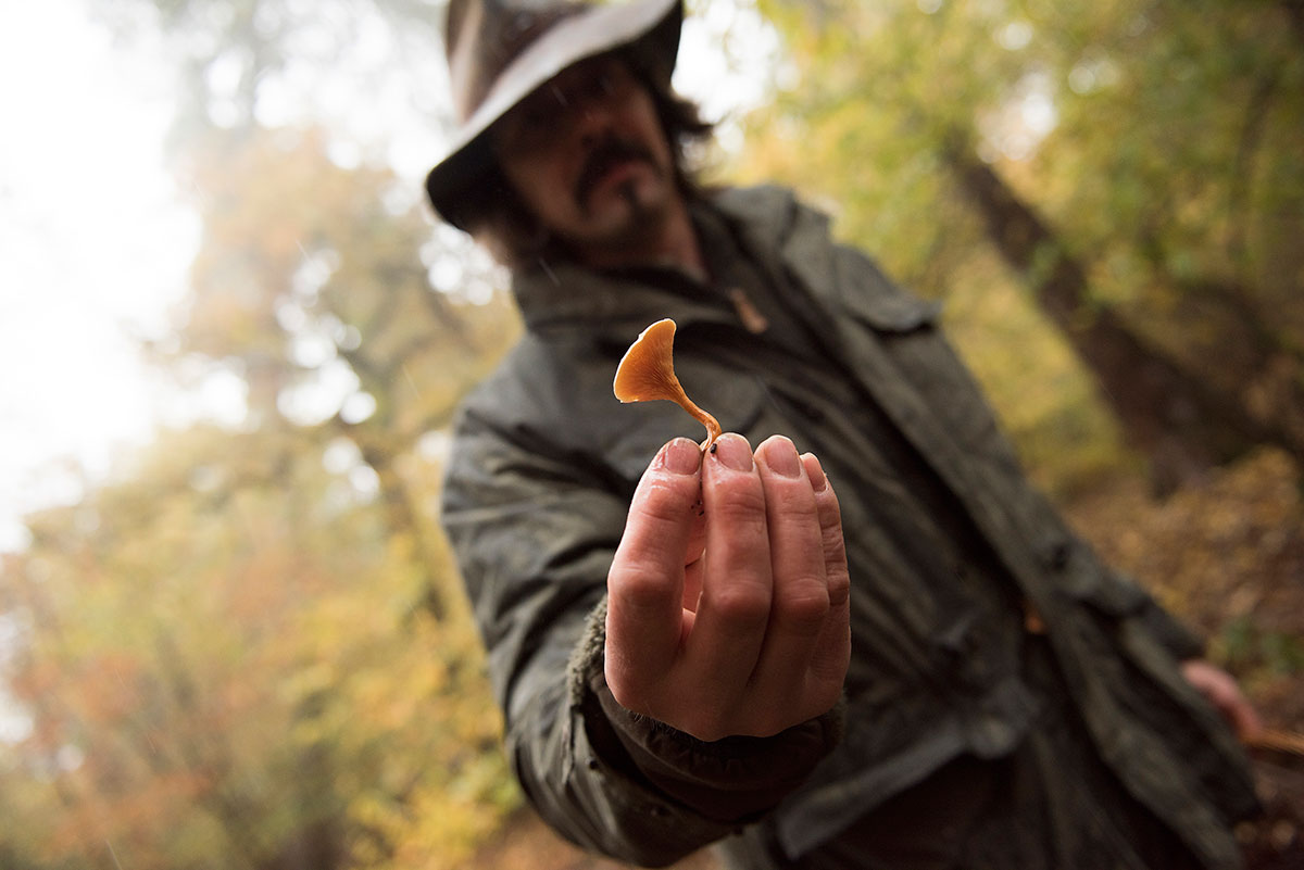 Pilz02.jpg