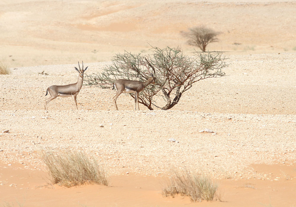 Arabische Gazellen in der spärlichen Vegetation. Foto: Dr. Torsten Wronski